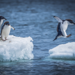 Beyond Market Research Event featured image with penguin leaping